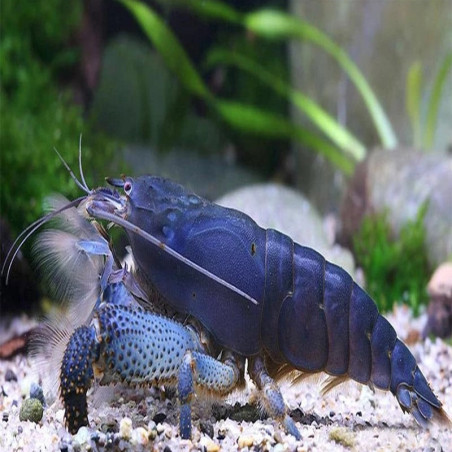 ATYOPSIS GABONENSIS / Crevette filtreuse du gabon