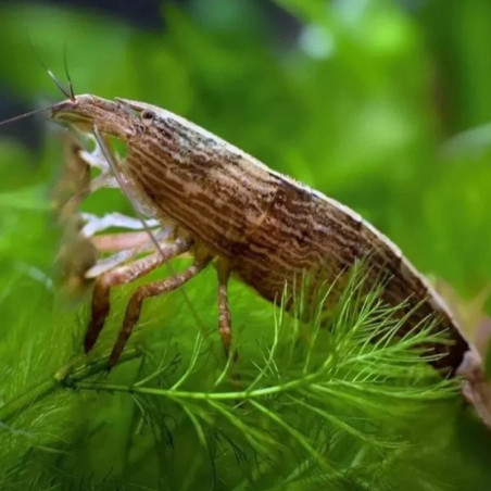 ATYOPSIS MOLUCCENSIS / crevette Bambou filtreuse