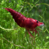 NEOCARIDINA DAVIDI BLOODY MARY