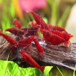 NEOCARIDINA DAVIDI BLOODY MARY