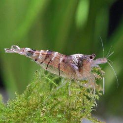 CARIDINA PAREPARENSIS PARVIDENTATA / MALAWA SHRIMP / MINI JAPONICA