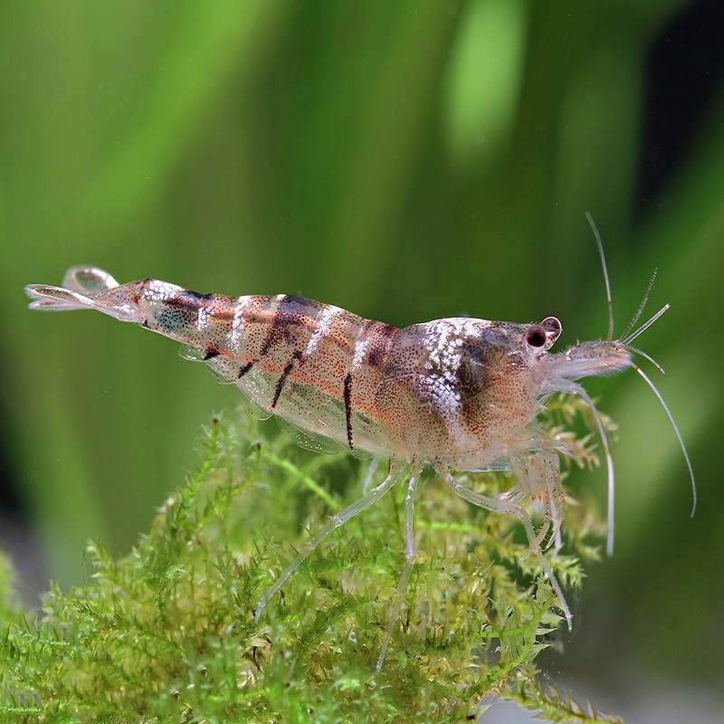 CARIDINA PAREPARENSIS PARVIDENTATA / MALAWA SHRIMP