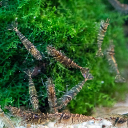 CARIDINA PAREPARENSIS PARVIDENTATA / MALAWA SHRIMP