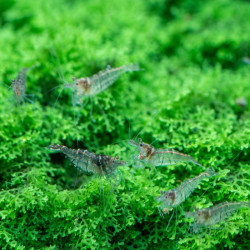 CARIDINA PAREPARENSIS PARVIDENTATA / MALAWA SHRIMP / MINI JAPONICA