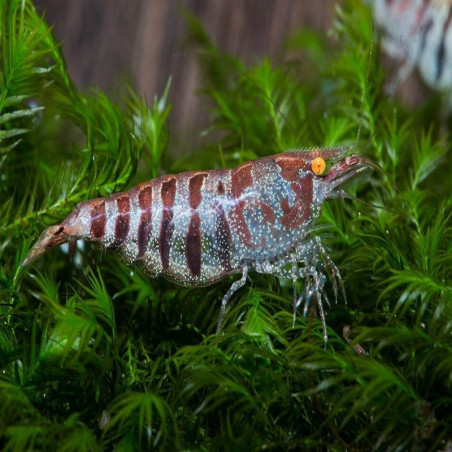 CARIDINA BABAULTI STRIPES