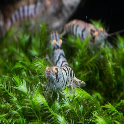 CARIDINA BABAULTI STRIPES / CREVETTE ZEBREE OU RAYEE