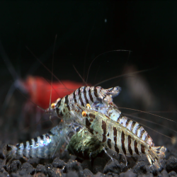 CARIDINA BABAULTI STRIPES / CREVETTE ZEBREE OU RAYEE