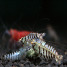 CARIDINA BABAULTI STRIPES