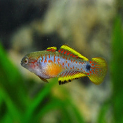 TATEURNDINA OCELLICAUDA / GOBIE PAON