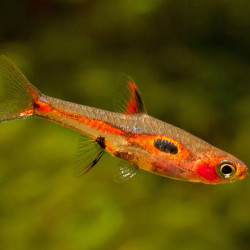 RASBORA MERAH / PHOENIX RASBORA / BORARAS MERAH