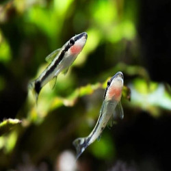 OTOCINCLUS AFFINIS / MACROTOCINCLUS AFFINIS