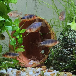 CELESTICHTHYS ERYTHROMICRON / DANIO EMERAUDE / RASBORA EMERAUDE
