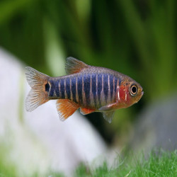 CELESTICHTHYS ERYTHROMICRON / DANIO EMERAUDE / RASBORA EMERAUDE