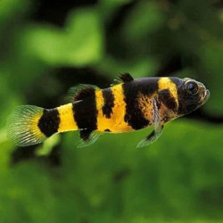 BRACHYGOBIUS XANTHOZONA / GOBIE ABEILLE
