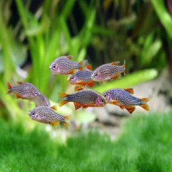 CELESTICHTHYS GALAXY / MICRORASBORA GALAXY  / DANIO MARGARITATUS