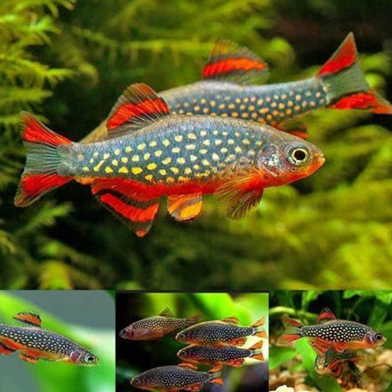 CELESTICHTHYS GALAXY / MICRORASBORA GALAXY  / DANIO MARGARITATUS