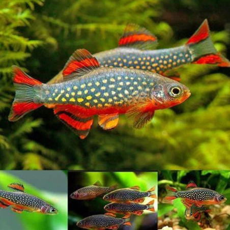 CELESTICHTHYS GALAXY / MICRORASBORA GALAXY  / DANIO MARGARITATUS