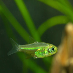 MICRODEVARIO KUBOTAI / RASBORA KUBOTAI / RASBORA EMERAUDE