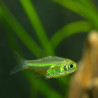 MICRODEVARIO KUBOTAI / Rasbora emeraude 2 cms