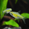 MICRODEVARIO KUBOTAI / Rasbora emeraude 2 cms