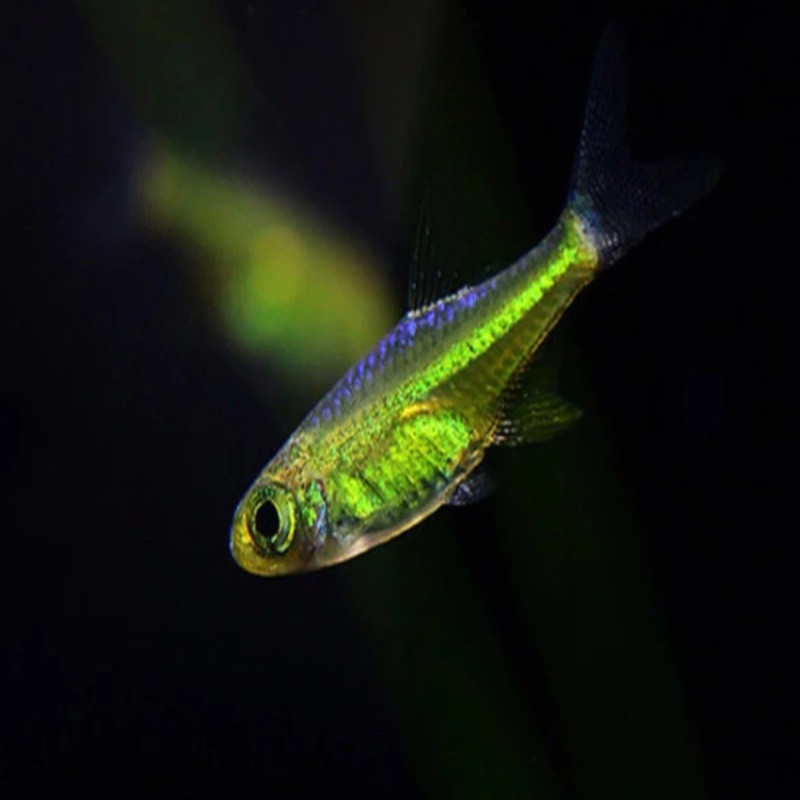 MICRODEVARIO KUBOTAI / Rasbora emeraude 2 cms