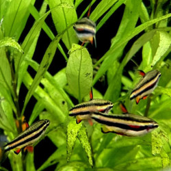 NANNOSTOMUS MARGINATUS / POISSON CRAYON NAIN