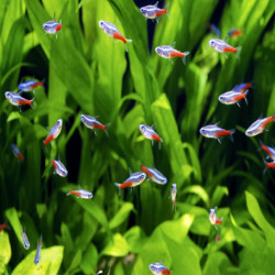 PARACHEIRODON INNESI / NEON BLEU / TETRA NEON BLEU