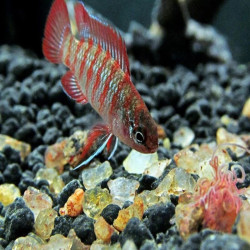 DARIO DARIO / BADIS BADIS