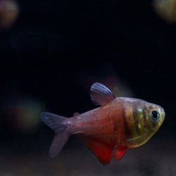 HYPHESSOBRYCON FLAMMEUS / TETRA DE RIO