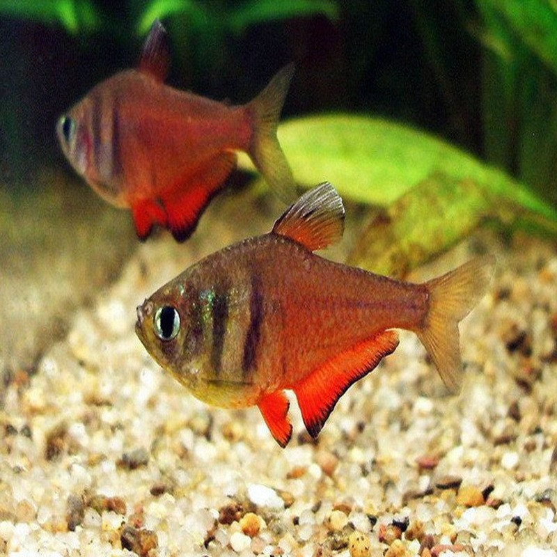 HYPHESSOBRYCON FLAMMEUS / TETRA DE RIO