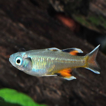 PSEUDOMUGIL SIGNIFER