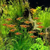 TRIGONOSTIGMA ESPEI / RASBORA ESPEI / RASBORA DE LAMBCHOP