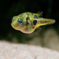TETRAODON MALABAR NAIN / TETRAODON TRAVANCORICUS / MONOTETRUS TRAVANCORICUS