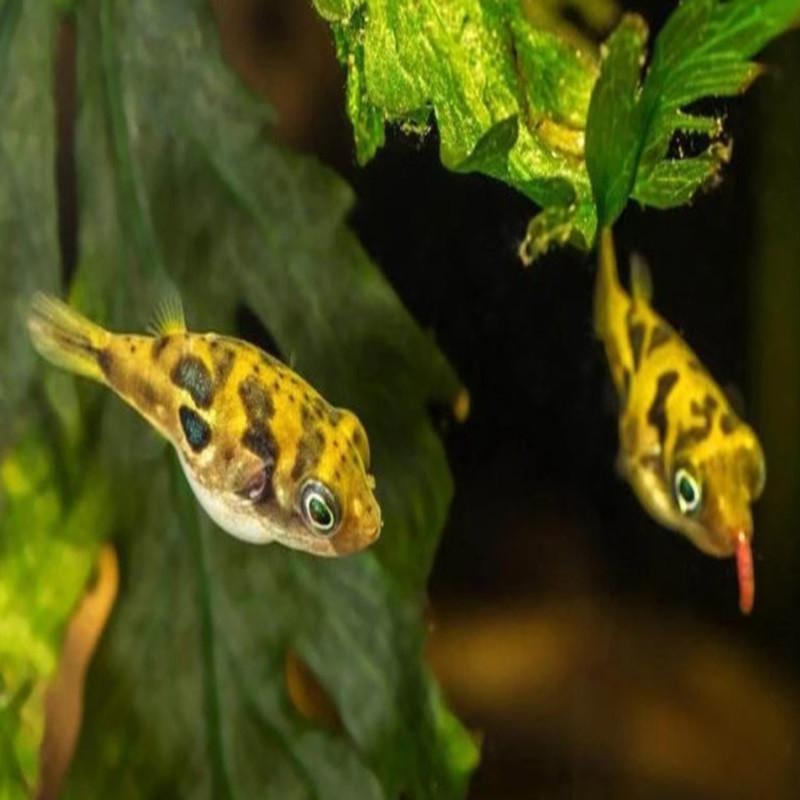 TETRAODON MALABAR NAIN 1cm