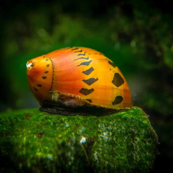 NERITINA SEMICONICA / SPOTTED / ONION