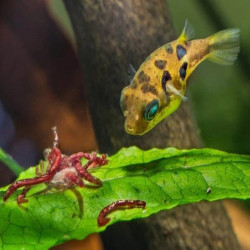 TETRAODON MALABAR NAIN / TETRAODON TRAVANCORICUS / MONOTETRUS TRAVANCORICUS