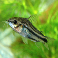 CORYDORAS PYGMAEUS / CORYDORAS PYGMEE
