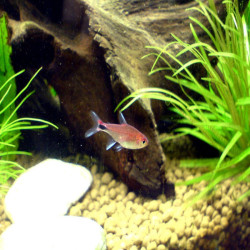 AXELRODIA RIESEI / TETRA SEMOULE RUBIS