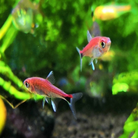 AXELRODIA RIESEI / TETRA SEMOULE RUBIS