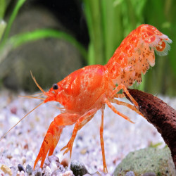 CAMBARELLUS PATZCUARENSIS ORANGE / CPO
