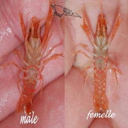 CAMBARELLUS PATZCUARENSIS ORANGE / CPO