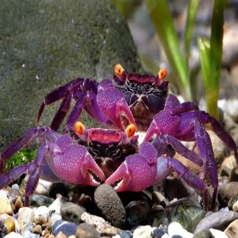 CRABE GEOSESERMA DENNERLE / VAMPIRE PURPLE