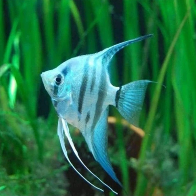 PTEROPHYLLUM SCALARE BLUE DIAMOND 3cms