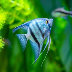 PTEROPHYLLUM SCALARE BLUE DIAMOND