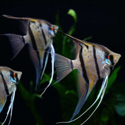 PTEROPHYLLUM SCALARE RIO NANAY