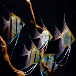 PTEROPHYLLUM SCALARE RIO NANAY