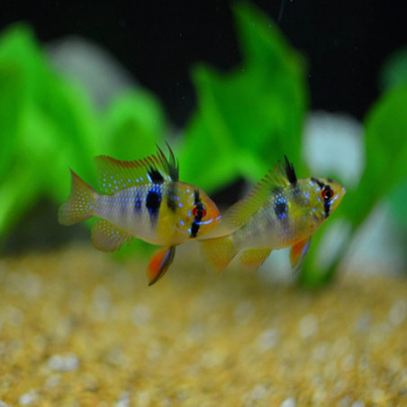 PAPILIOCHROMIS RAMIREZI / MIKROGEOPHAGUS RAMIREZI /  CICHLIDE NAIN DE RAMIREZ