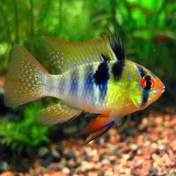 MIKROGEOPHAGUS RAMIREZI