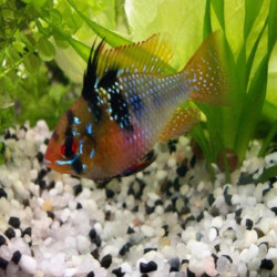 PAPILIOCHROMIS RAMIREZI / MIKROGEOPHAGUS RAMIREZI /  CICHLIDE NAIN DE RAMIREZ