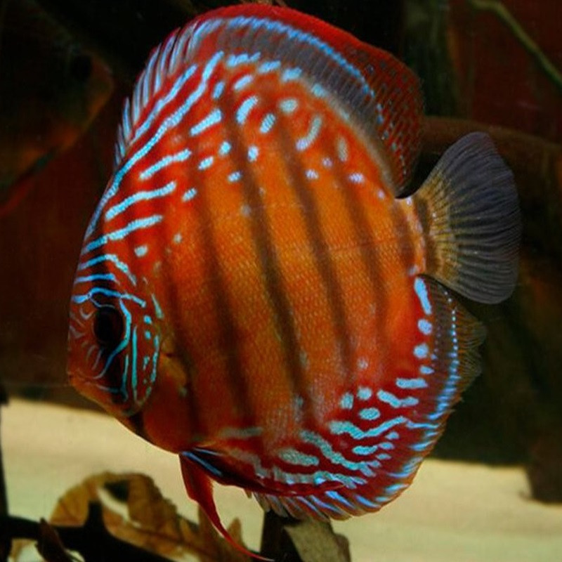 DISCUS RED ALENQUER